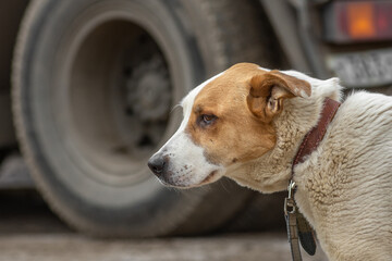 closeup portrait sad homeless abandoned colored dog outdoor