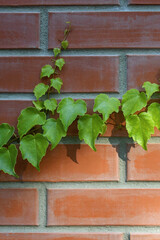 Twining branches of wild grapes on red brick wall, rural lifestyle. Selective focus. Copy space. Vertical photo.