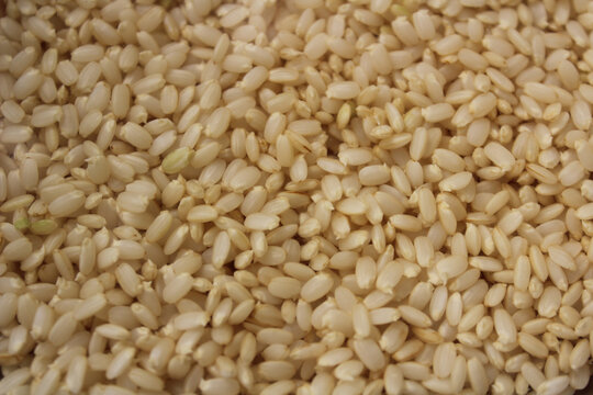 玄米の発芽