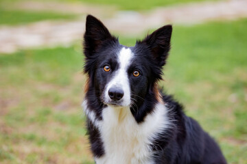 Beautiful Border collie black and white