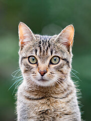 Beautiful grey cat