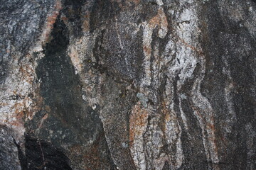 texture of the bark