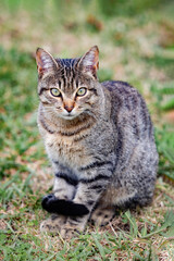 Fototapeta premium Beautiful grey cat