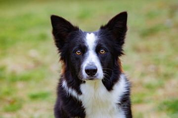 Beautiful Border collie black and white