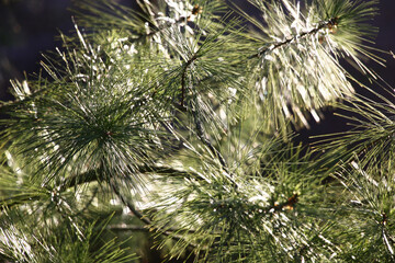 Spring sunny day. A branch of a decorative pine with long thin needles at original natural lighting.