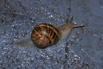 city of bahia blanca province of buenos aires argentina on november 22, 2020 I can take several photos of a large snail after a heavy rain