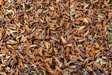 Autumn leaves