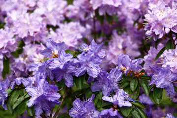 Decorative garden. Two bushes of a rhododendron plentifully blossom nearby. Their flowers create a background in violet, blue, purple tones.