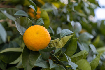 Tangerine tree branch with fruit during seasonal harvest. Authentic farm series.