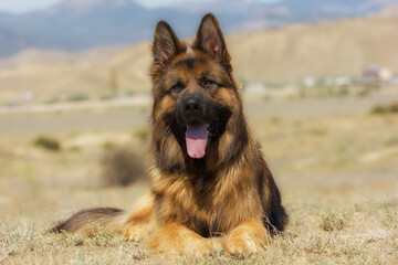 Dog Breed German Shepherd With Expressive Look On
