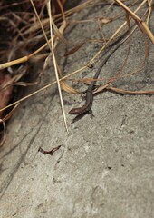 Lizard on a rock, basking in the sun.	