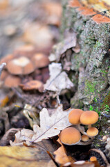 mushrooms on a rock