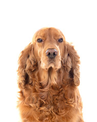 Obraz premium Adorable Cocker Spaniel