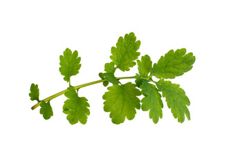 Leaves and a branch of a medicinal plant celandine on a white background, isolate.