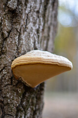 fungus on tree © Dimko