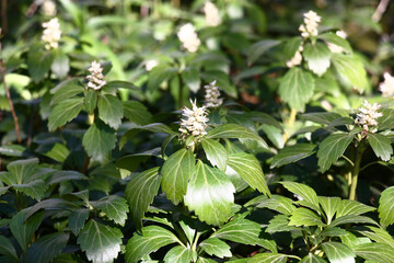 Obraz premium Spring garden, its shady part.The evergreen bush a рachysandra grows and blossoms.