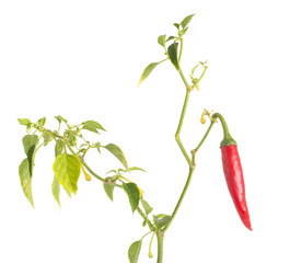 Red hot chili peppers with green stem and leaves on a white background, isolate, close-up, Organic