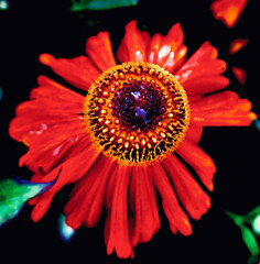 Closeup of water drops on a red gerbera flower