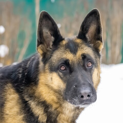 Loyal friend - German Shepherd close up, portrait