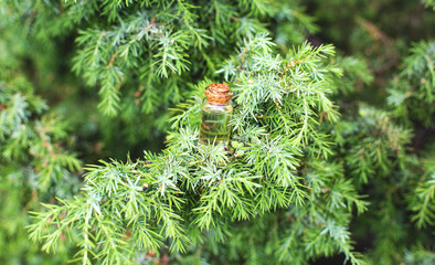 Cosmetic and healing oil from juniper and pine, background - obrazy, fototapety, plakaty