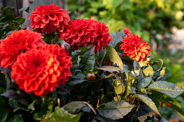 red flowers in the garden in the sun