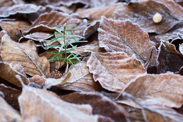 Young seedling of fir tree in winter nature. New life of wood symbol with copy space