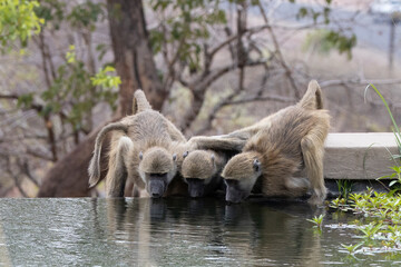 Baboons drinking