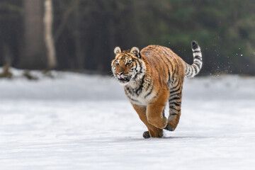 Siberian Tiger running in snow. Beautiful, dynamic and powerful photo of this majestic animal. Set in environment typical for this amazing animal. Birches and meadows