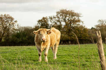 Beige young cow with funny horns in the field