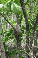 Fototapeta premium Magnetic Island