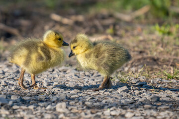 Goslings