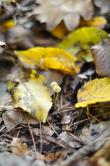 autumn leaves on the ground
