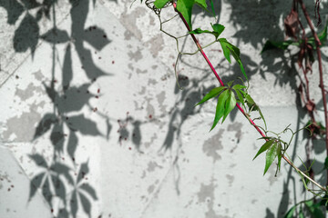 A creeper twig on a sunny summer day with a red stem and green leaves against a background of a white wall of crumbled stucco on which an impressive pattern of plant shadows forms. Defocused,closeup