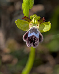 Flower of Ophrys fleischmannii, Crete 