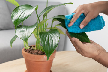 Man hand wipe the dust from the leaves of the Philodendron Dragon Tail.