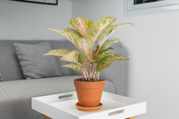 Aglaonema laksap in clay pot on wooden table in living room. Air Purifying Plants for indoor.