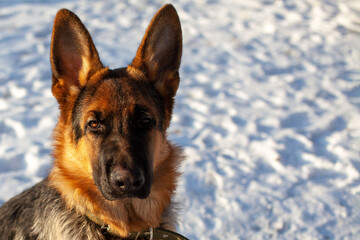German shepherd dog breed on a walk in winter