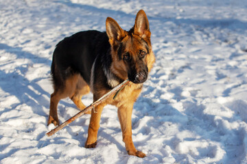 German shepherd dog breed on a walk in winter