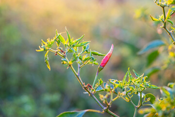 Fresh red chilli from chilli trees