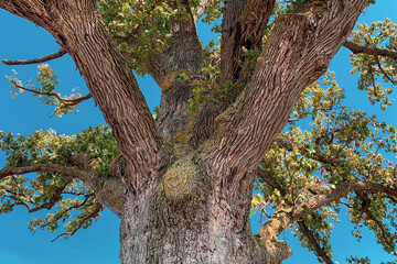 Historic oak tree close up