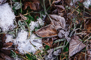Autumn leaves lie on the ground in the snow. Flat lay. View from above