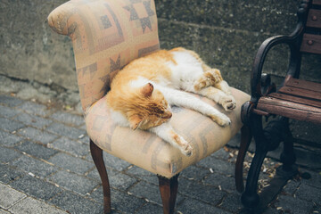 Homeless cute cat lies on an armchair and sleeps and rests. Turkey, Istanbul. The problem of homeless animals in cities.