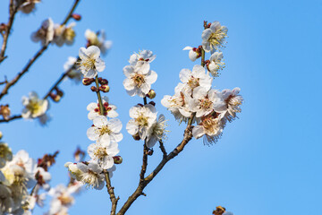 春の訪れ、満開の梅の花