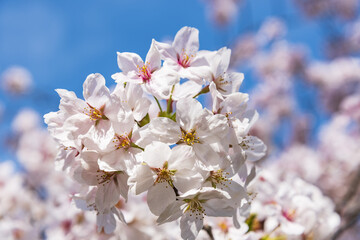 見頃を迎えた桜と青い空