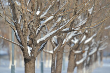 snow, winter, snow on a tree, tree, branch, nature, frost, cold, pine, christmas, ice, fir, white, spruce, frozen, plant, season, forest, green, branches, sky, needles, evergreen, blue , Seasonal, Sno