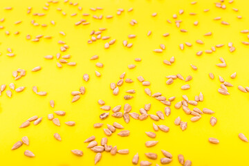 Isolated sunflower seeds viewed from above.