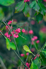 red and green