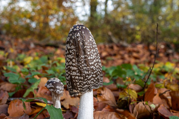 A picture of a brown fungus in a forest. Brown autumn leaves in the background