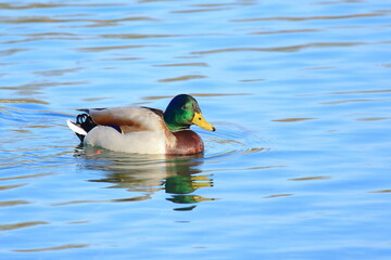 Mallard duck male on the lake