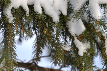 snow, winter, snow on a tree, tree, branch, nature, frost, cold, pine, christmas, ice, fir, white, spruce, frozen, plant, season, forest, green, branches, sky, needles, evergreen, blue , Seasonal, Sno